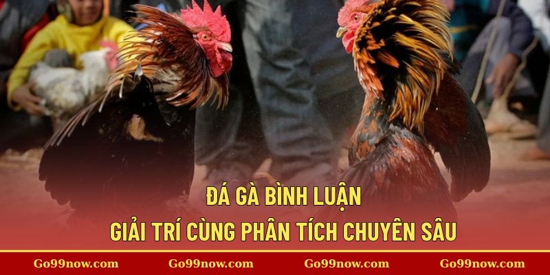 Đá Gà Bình Luận