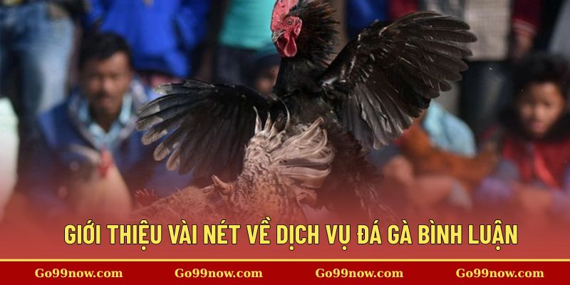 Giới thiệu vài nét về dịch vụ đá gà bình luận 